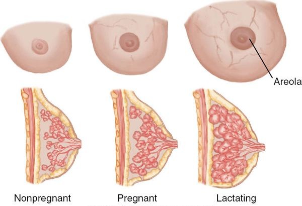 Những thay đổi về vú khi mang thai